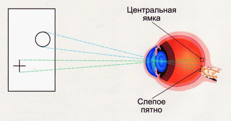 Слепое пятно это место