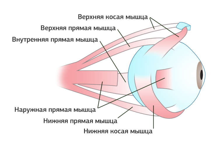 Мышцы глаза: функции, строение, как тренировать