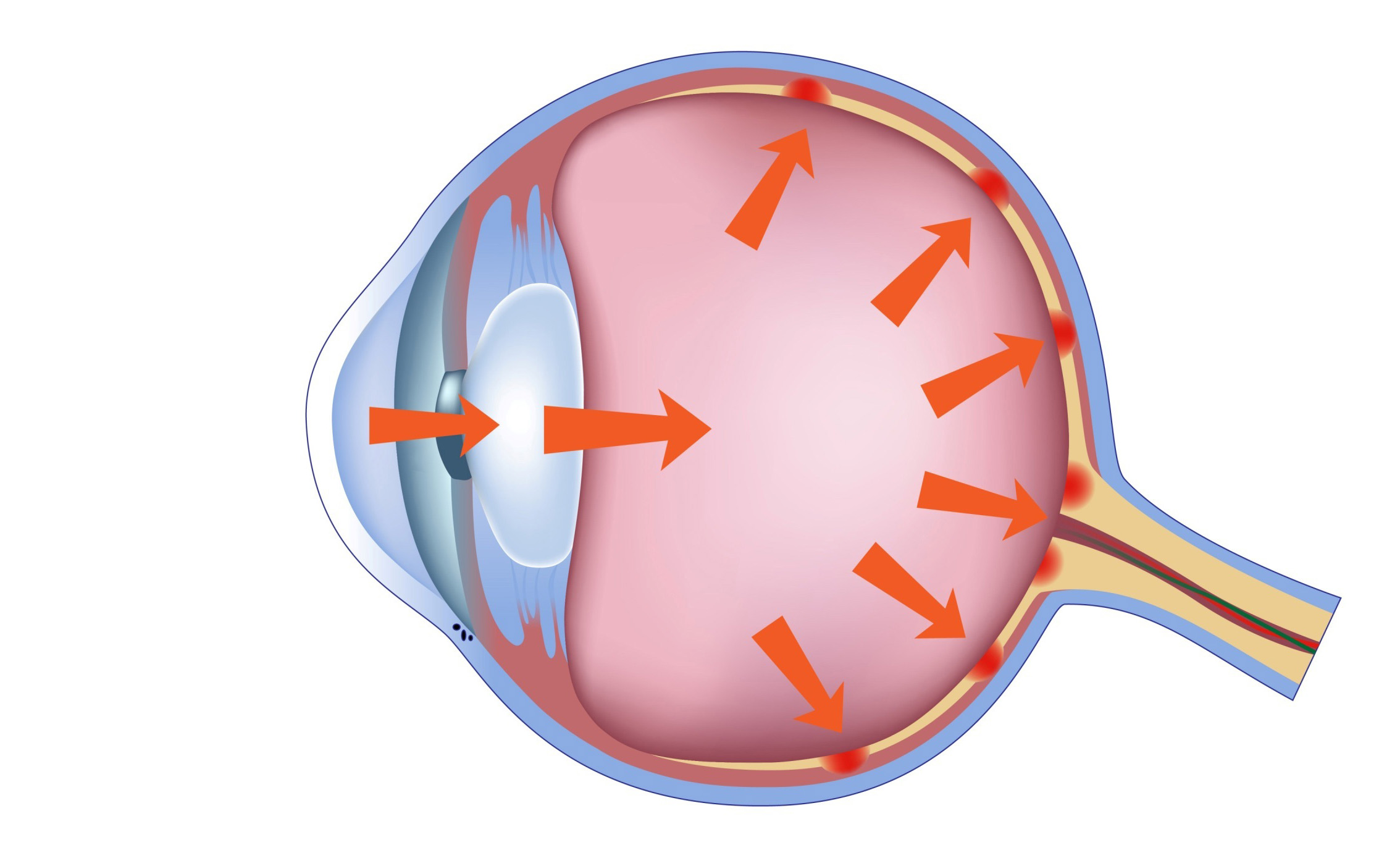 Офтан Тимогель для глаз: инструкция по применению