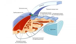 Строение глаза