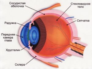 Строение глаза