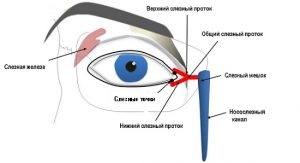 Строение слезных путей